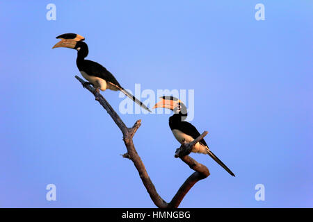 Pied Hornbill, Malabar (Anthracoceros coronatus), couple d'adultes, Direction générale sur le parc national de Yala, au Sri Lanka, en Asie Banque D'Images