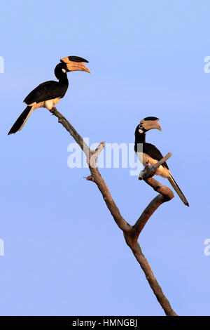 Pied Hornbill, Malabar (Anthracoceros coronatus), couple d'adultes, Direction générale sur le parc national de Yala, au Sri Lanka, en Asie Banque D'Images