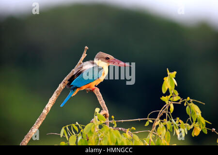 Stork-Billed, Kingfisher (Pelargopsis capensis), des profils sur branch, le parc national de Bundala, Sri Lanka, Asie Banque D'Images