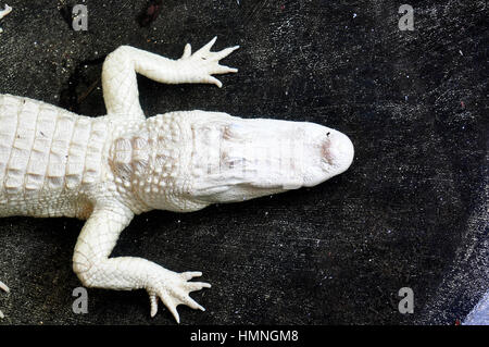 La ferme des alligators à Saint Augustine, en Floride, dispose d'un crocodile albinos. Banque D'Images