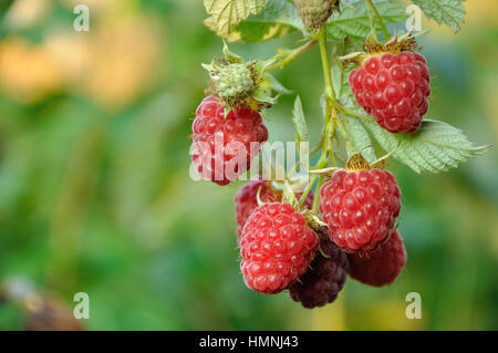 La direction générale de septembre de framboise avec big red fruits mûrs Banque D'Images