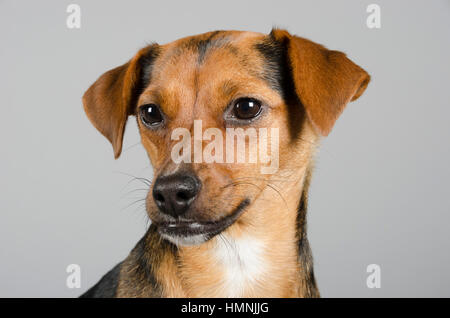 Jackshund (croisement entre un Jack Russell Terrier et un dachshund), femme, 17 mois, Royaume-Uni. Banque D'Images