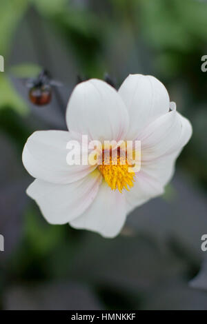 Dahlia 'Twynings après 8' Banque D'Images