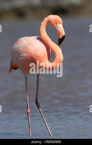 Plus Galapagos Flamingo (Phoenicopterus ruber) Comité permanent, Las Bachas Beach, Santa Cruz, Galapagos, Equateur Banque D'Images