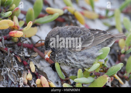 Petit terrain Finch (Geospiza fuliginosa) à la recherche de nourriture, l'hôtel Tortuga Bay, Santa Cruz, Galapagos, Equateur Banque D'Images