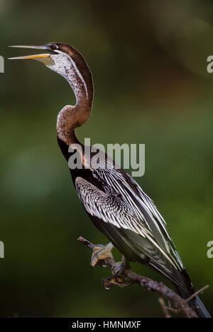 Dard Oriental ou indien, dard (Anhinga melanogaster), en phase de refroidissement avec beak ouverture,le parc national de Keoladeo Ghana, Bharatpur, Rajasthan, Inde Banque D'Images