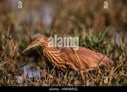 Ou Paddybird Indian Pond Heron Ardeola grayii),(Non,,oiseaux adultes en plumage nuptial, le parc national de Keoladeo Ghana, Bharatpur, Rajasthan, Inde Banque D'Images