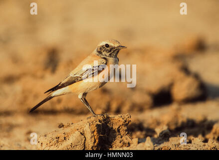 Traquet du désert (Oenanthe deserti), mâle, oiseau au plumage de non-reproduction, Velavadar National Park,Velavadar,Gujarat, Inde Banque D'Images