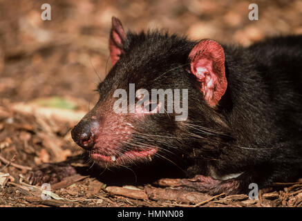 Diable de Tasmanie (Sarcophilus harrisii), l'Australie Banque D'Images