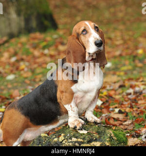 Basset Hound Dog Banque D'Images