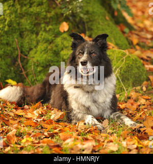 Border Collie dans les feuilles d'automne Banque D'Images