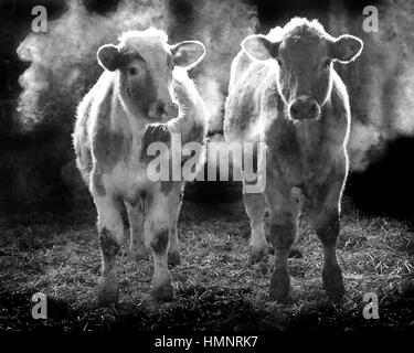 Les vaches de respirer dans l'atmosphère noir et blanc grange Banque D'Images