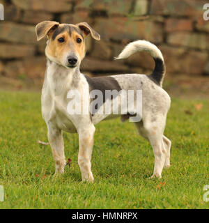 Teckel croisé avec chien Jack Russell Banque D'Images