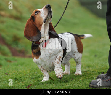 Basset Hound Dog Banque D'Images