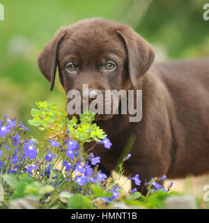 Mignon Bebe Labrador Chocolat Avec Son Animal De Compagnie Photo Stock Alamy