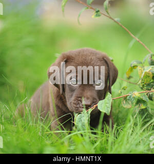 Mignon Bebe Labrador Chocolat Avec Son Animal De Compagnie Photo Stock Alamy