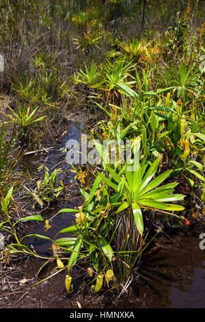 Sarracénie, Nepenthes madagascariensis, Palmarium Res, Ankanin'Ny Nofy, Canal des Pangalanes, Madagascar, par Monika E. Hrdinova/Dembinsky Assoc Photo Banque D'Images