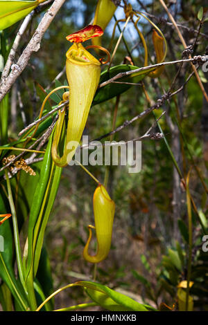 Sarracénie, Nepenthes madagascariensis, Palmarium Res, Ankanin'Ny Nofy, Canal des Pangalanes, Madagascar, par Monika E. Hrdinova/Dembinsky Assoc Photo Banque D'Images