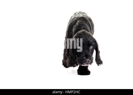 Un studio shot of a cute Cockapoo, huit semaines vieux chiot prises sur un fond blanc Banque D'Images