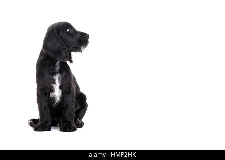 Un studio shot of a cute Cockapoo, huit semaines vieux chiot prises sur un fond blanc Banque D'Images