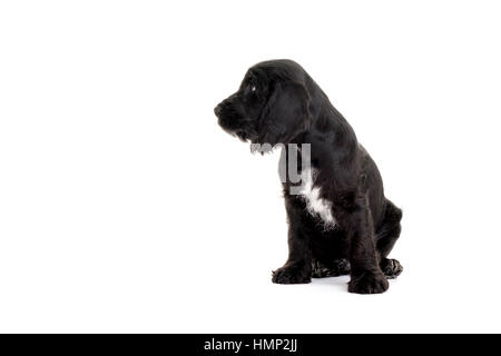 Un studio shot of a cute Cockapoo, huit semaines vieux chiot prises sur un fond blanc Banque D'Images