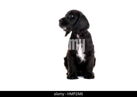 Un studio shot of a cute Cockapoo, huit semaines vieux chiot prises sur un fond blanc Banque D'Images