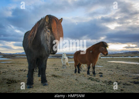 Cheval islandais (cabballus Eguus) portrait en paysage islandais, Islande. Banque D'Images