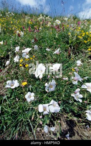 Fleurs de lin (Linum sp), Linaceae, le GIAS de Peyrefique, Vallée des Merveilles, Alpes Maritimes, France. Banque D'Images