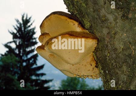 L'Inonotus hispidus, Hymenochaetaceae. Banque D'Images