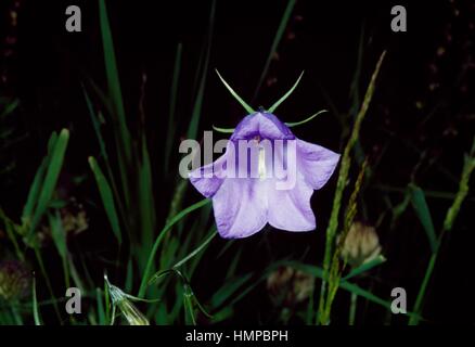 Scheuchzer Campanule (Campanula scheuchzeri's), Campanulaceae. Banque D'Images