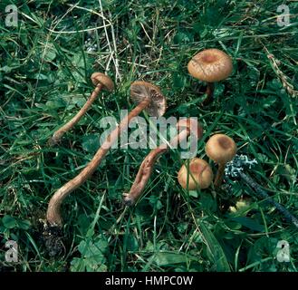 Le séducteur ou cireuses (Laccaria Laccaria laccata), Tricholomataceae. Banque D'Images