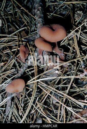 Le séducteur ou cireuses (Laccaria Laccaria laccata), Tricholomataceae. Banque D'Images