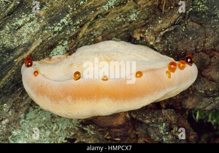 L'Inonotus hispidus, Hymenochaetaceae. Banque D'Images