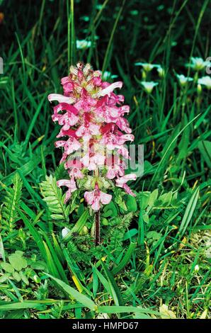 La pédiculaire verticillée (Pedicularis verticillata), des Orobanchacées. Banque D'Images