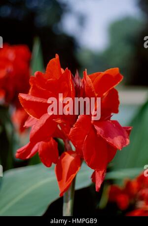 Canna indica Konigin Charlotte, Cannaceae. Banque D'Images