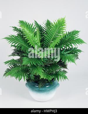 Dame d'argent ou arbre nain (fougère Blechnum gibbum Blechnaceae). Banque D'Images