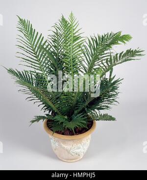 Blechnum gibbum Silver lady (Blechnaceae). Banque D'Images