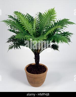 Blechnum gibbum Silver lady (Blechnaceae). Banque D'Images