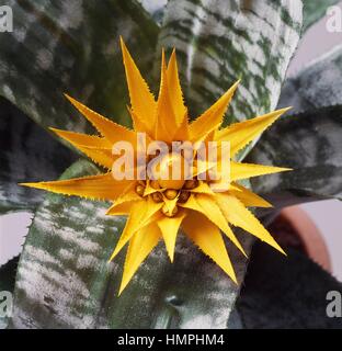 Vase d'argent ou de l'Urne (Aechmea fasciata), jaune, Bromeliaceae hybride. Banque D'Images