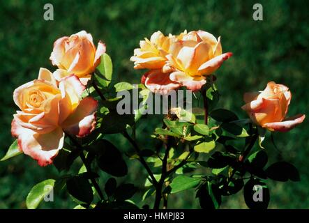 Rose (Rosa Royal Romance), Rosaceae. Banque D'Images