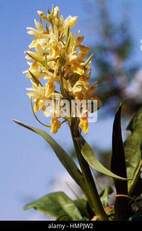 Orchid (Orchis sp), Orchidaceae, Parc Naturel du Queyras, Provence-Alpes-Côte d'Azur, France. Banque D'Images