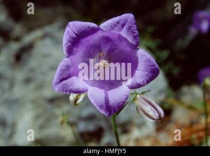 Scheuchzer Campanule (Campanula scheuchzeri's), Campanulaceae. Banque D'Images