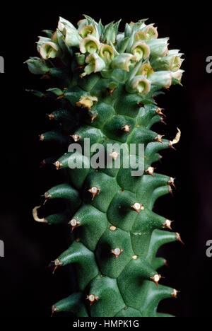 Monadenium shubei, Cactaceae. Banque D'Images