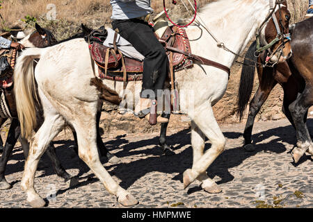 Détail d'un cow-boy mexicain snake sur la dernière étape de la Cabalgata annuel de Cristo Rey, 5 janvier 2017 pèlerinage à Silao, Guanajuato, Mexique. Des milliers de Mexicains cowboys et l'prendre part dans les trois jours de ride sur le sommet de culte de Cristo Rey. Banque D'Images