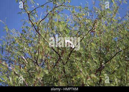 Camel Thorn Tree en Namibie Banque D'Images