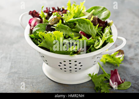 Frais vert salade printannière en feuilles en collander Banque D'Images