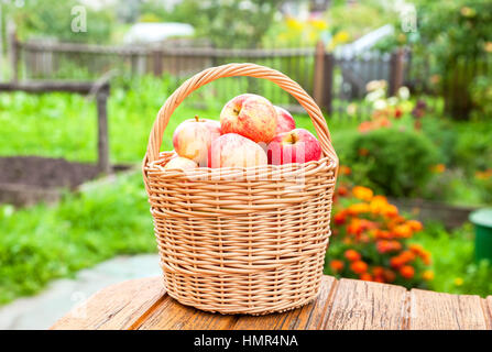 Sol en bois panier en osier avec des pommes mûres dans le jardin à l'arrière-plan flou de Banque D'Images