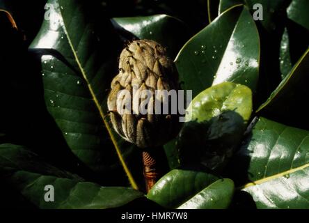 Le sud de magnolia ou Bull bay, feuilles et fruits (Magnolia grandiflora), Magnoliaceae. Banque D'Images