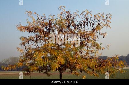 Juda Locust (Miel) (Gleditsia triacanthos), Fabaceae. Banque D'Images