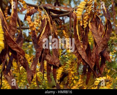 Juda Locust (Miel) les feuilles et les gousses (Gleditsia triacanthos), Fabaceae. Banque D'Images
